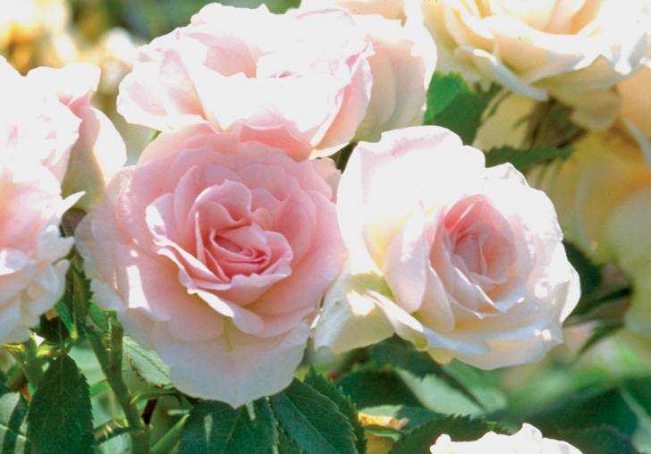 Сорта морозостойких роз для зимовки без укрытия в холодных регионах