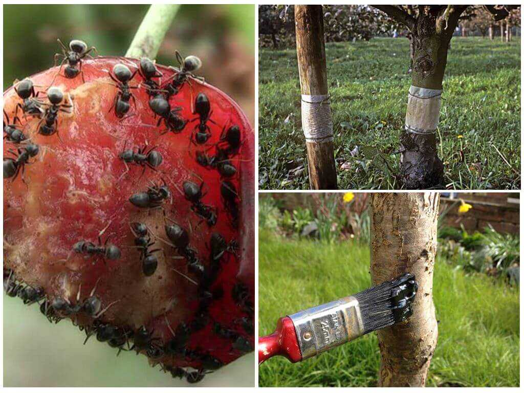 Ловчий пояс для деревьев (клеевой, масляный, отпугивающий) от муравьев – как правильно сделать?
