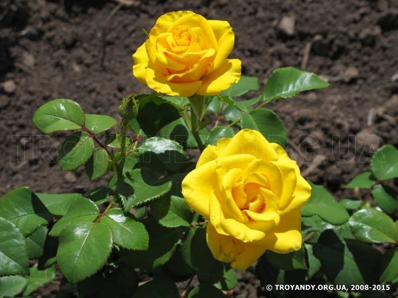 Роза «керио» чайно-гибридная: фото и описание, отзывы