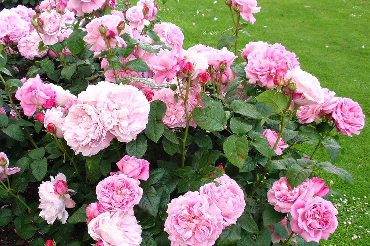 Техника выращивания чайно-гибридной розы мэри энн: посадка и уход за цветком