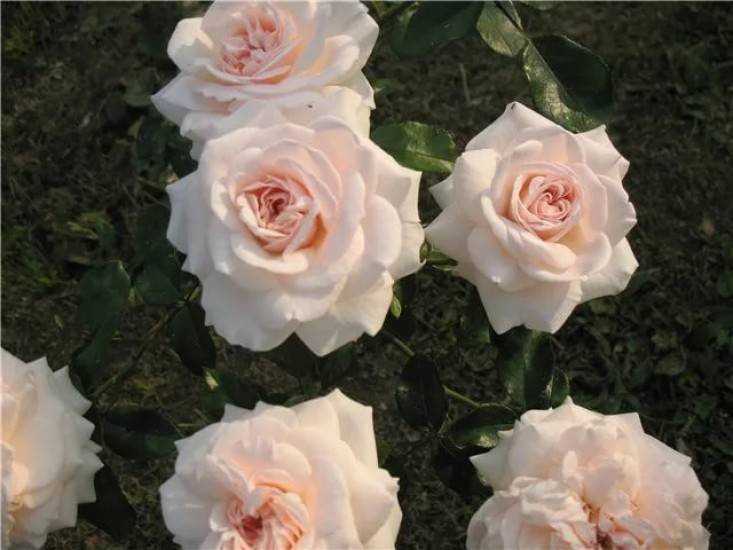 Английские розы - история, как их сажать и ухаживать