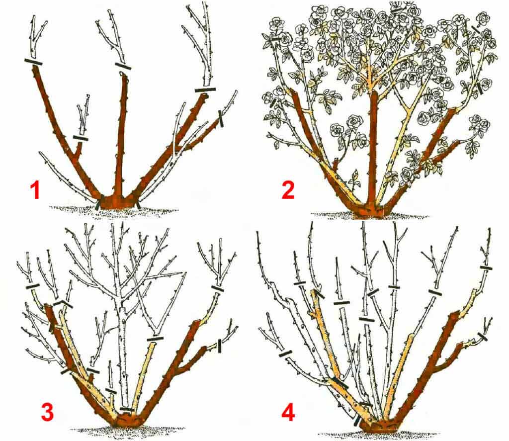 Обрезка деревьев и кустарников - правила и виды обрезки