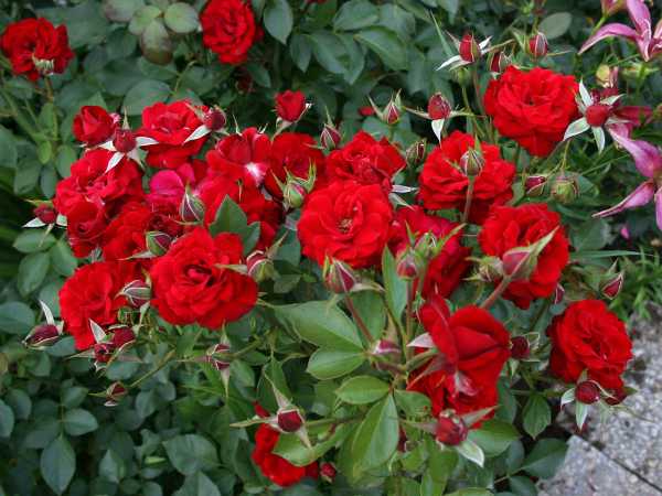 Роза никколо паганини флорибунда - описание и отзывы о сорте