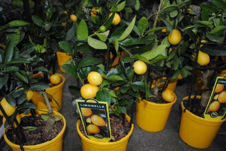 Лимонное дерево — узбекский или ташкентский оранжевый, лимон мейера Как растет и цветет лимон Павловский лимон — уход в домашних условиях Почему не цветет лимон в домашних условиях