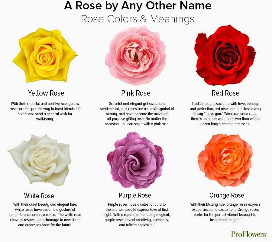 Какие цвета роз лучше всего дарить, расшифровка значений