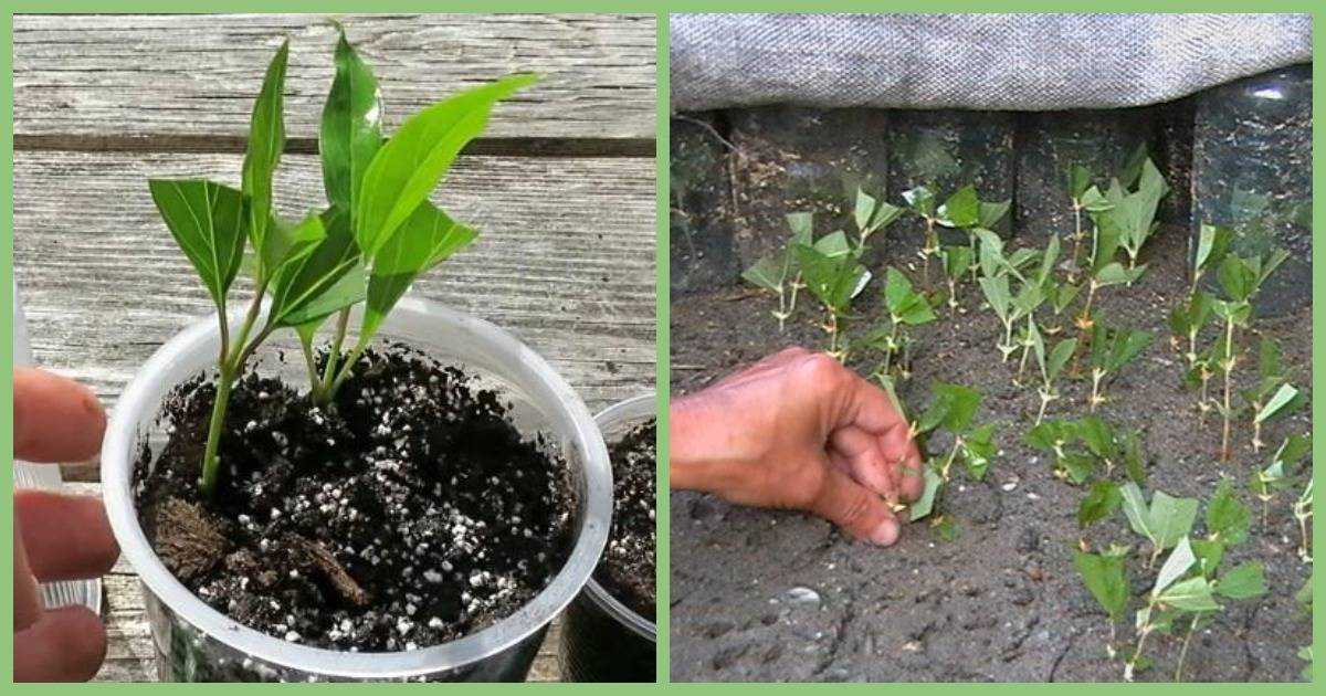 Черенкование садовых растений: как легко и просто размножить цветы и кустарники