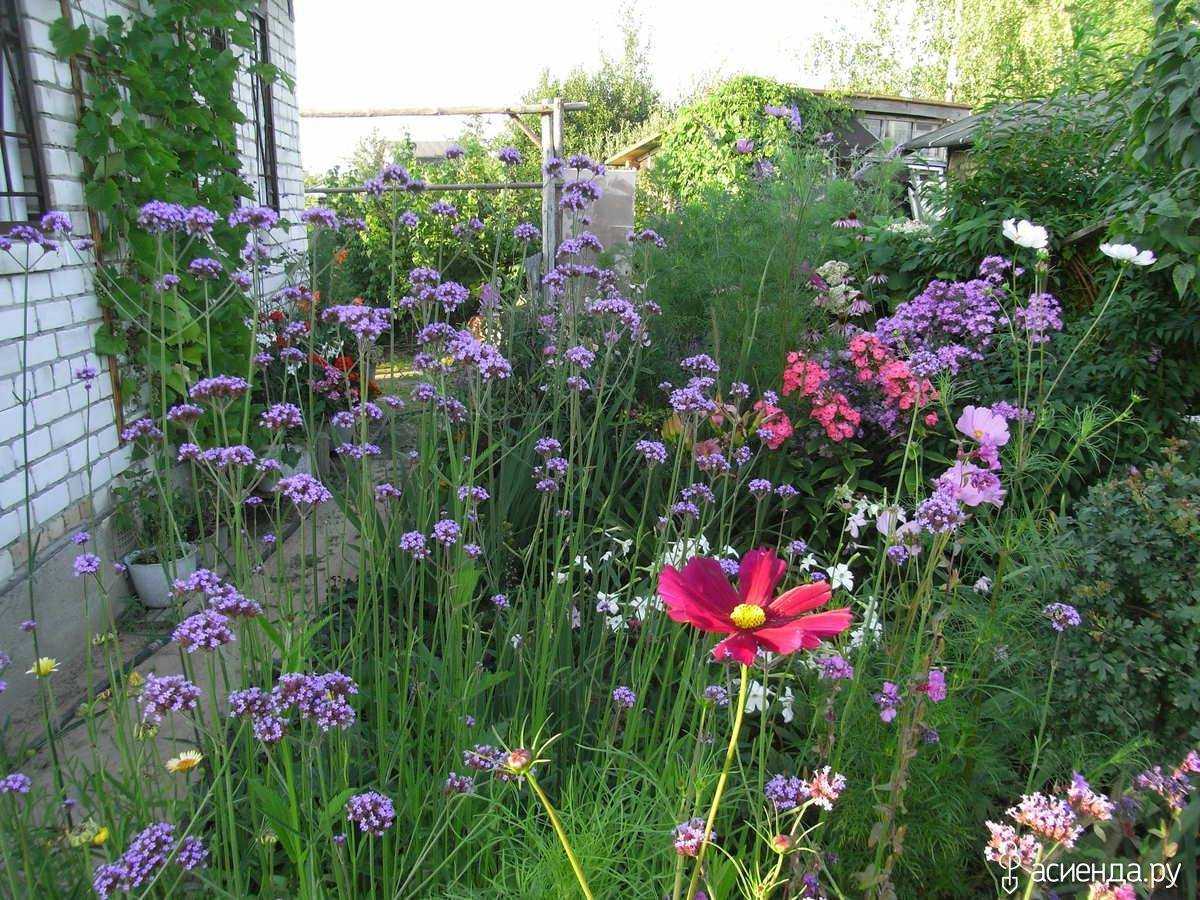 Вербена — таинственный и красивый цветок вашего сада