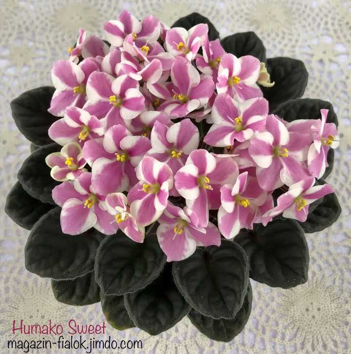 Гиппеаструм фото, уход в домашних условиях за цветком, как заставить цвести, отзывы