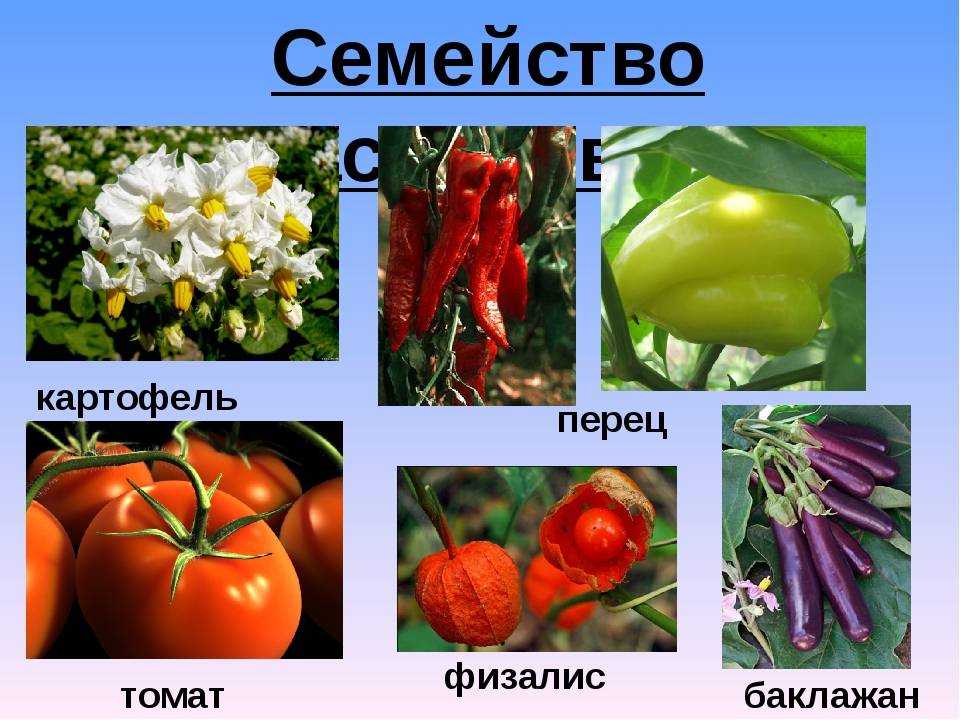 Пасленовые овощи: список популярных представителей семейства  — vkmp