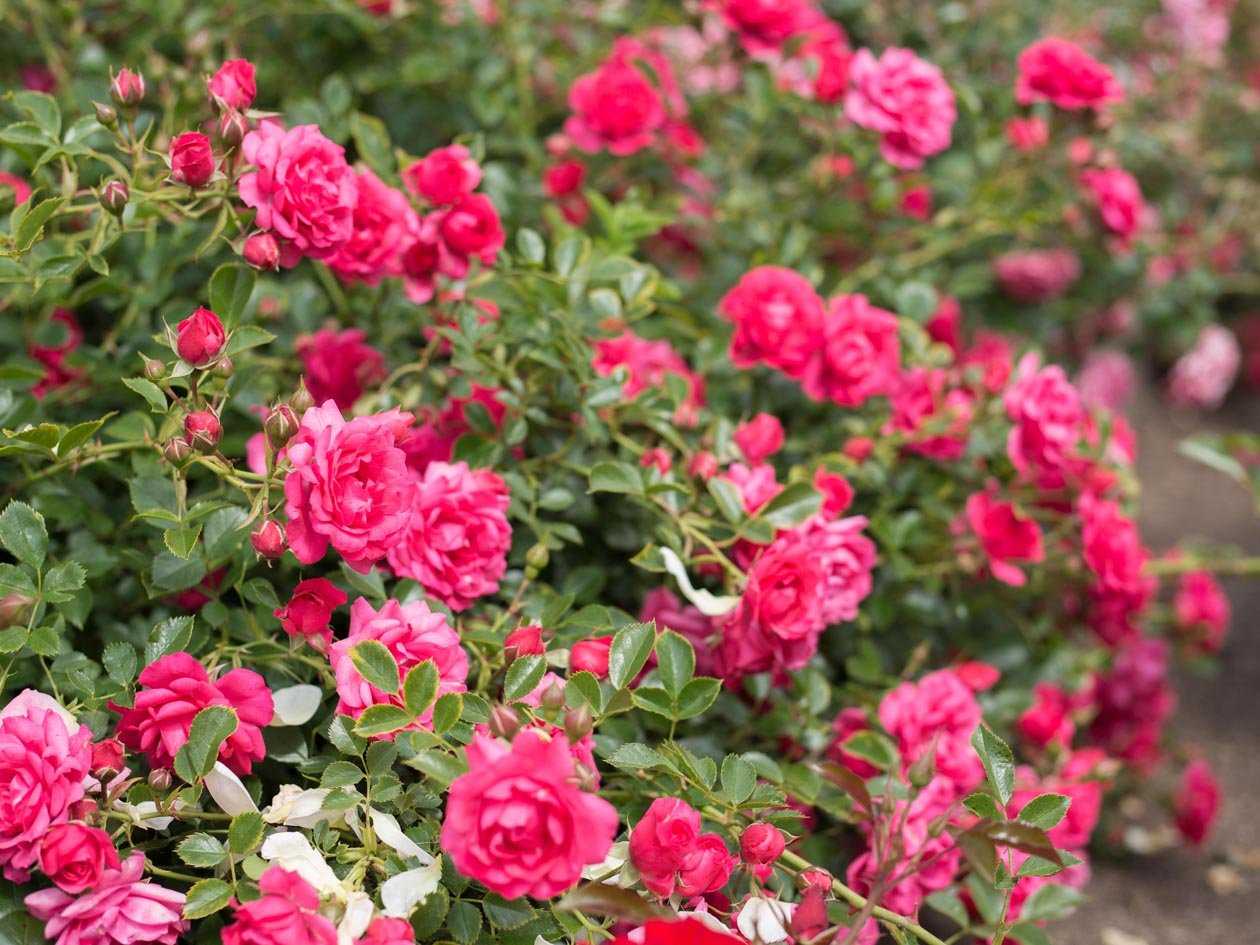 Сорта полиантовых роз: преимущества и недостатки, уход и выращивание