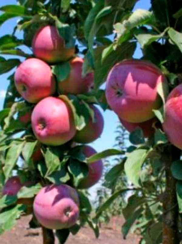 Колоновидная яблоня васюган: описание, фото, отзывы, посадка и уход | tele4n.net