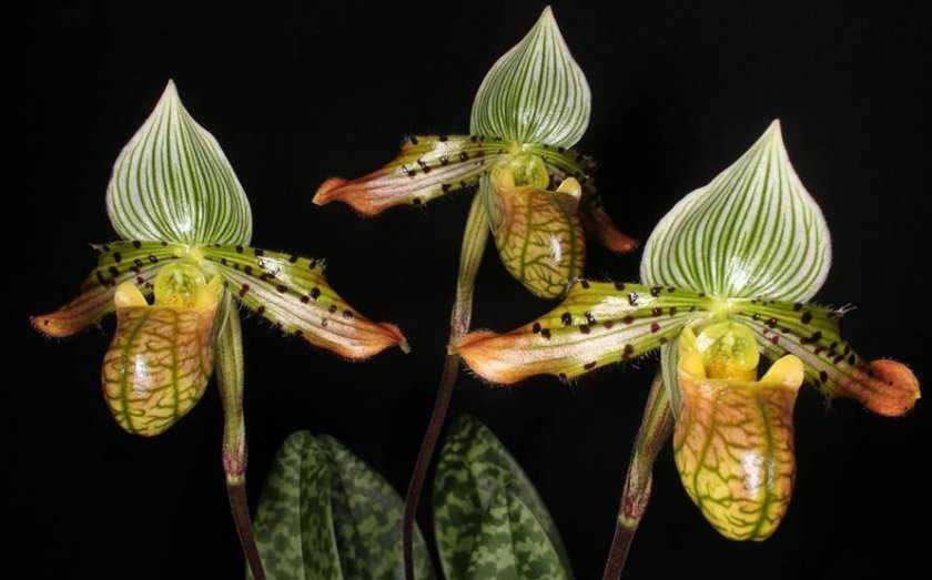 Орхидея пафиопедилум или венерин башмачок (paphiopedilum). уход, посадка и размножение в домашних условиях. | floplants. о комнатных растениях