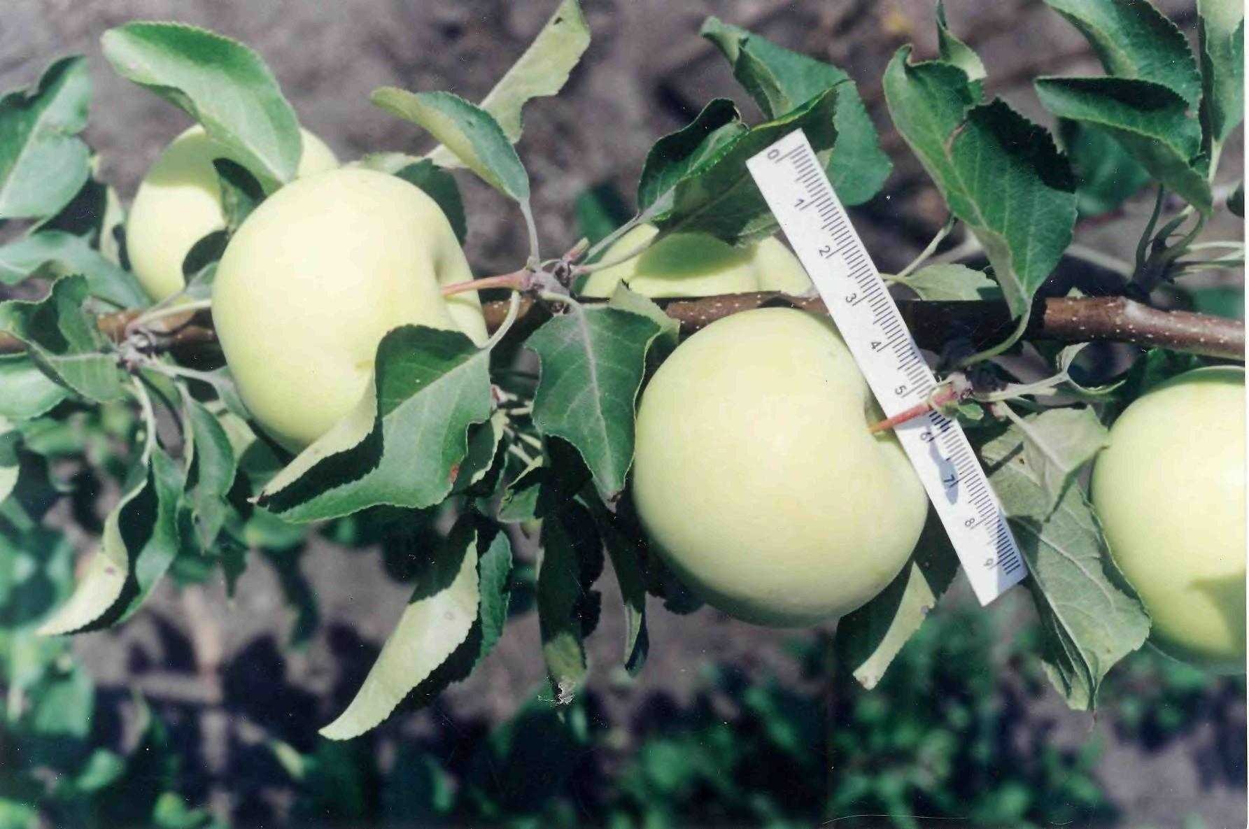 Яблоня белый налив: описание сорта, фото, отзывы и посадка