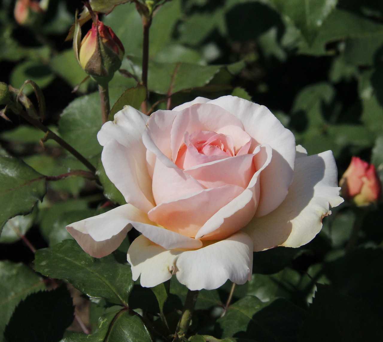 Характеристики и особенности розы аква. отзывы цветоводов
