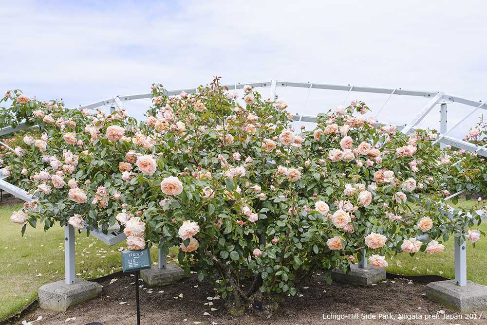 Плетистая роза полька, фото и описание
