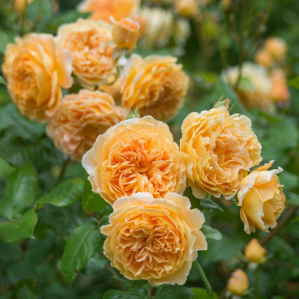 Английская роза crown princess margareta