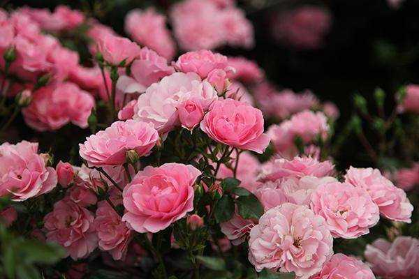 Роза боника: описание, особенности выращивания, уход и отзывы