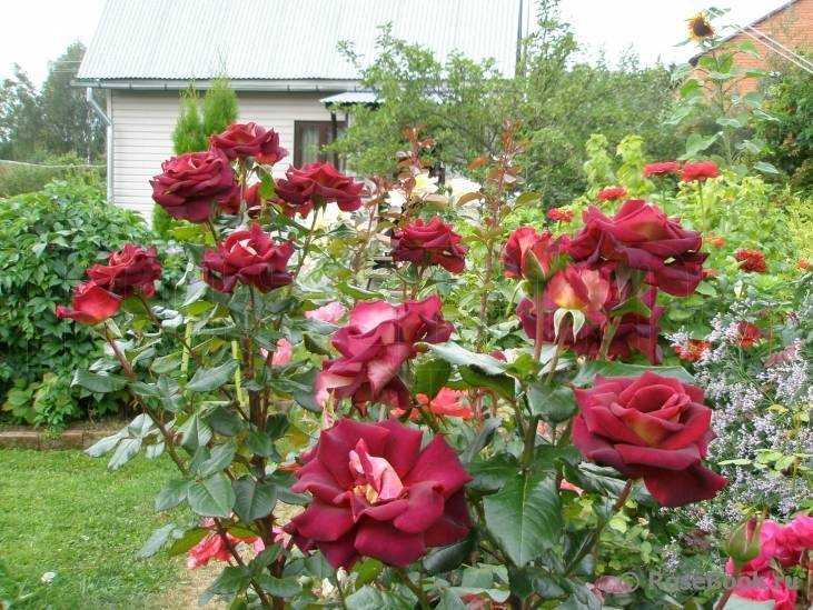 Роза Эдди Митчелл Eddy Mitchell — описание повторноцветущего сорта, как выглядит, характеристики Особенности выращивания розового куста, периоды цветения, ка и когда нужно проводить обрезку