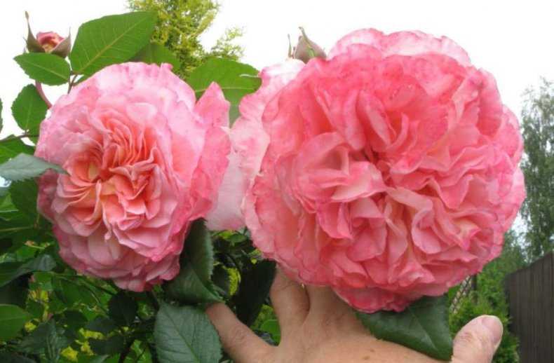 О чайно гибридной розе августа луиза (augusta luise): описание и характеристики