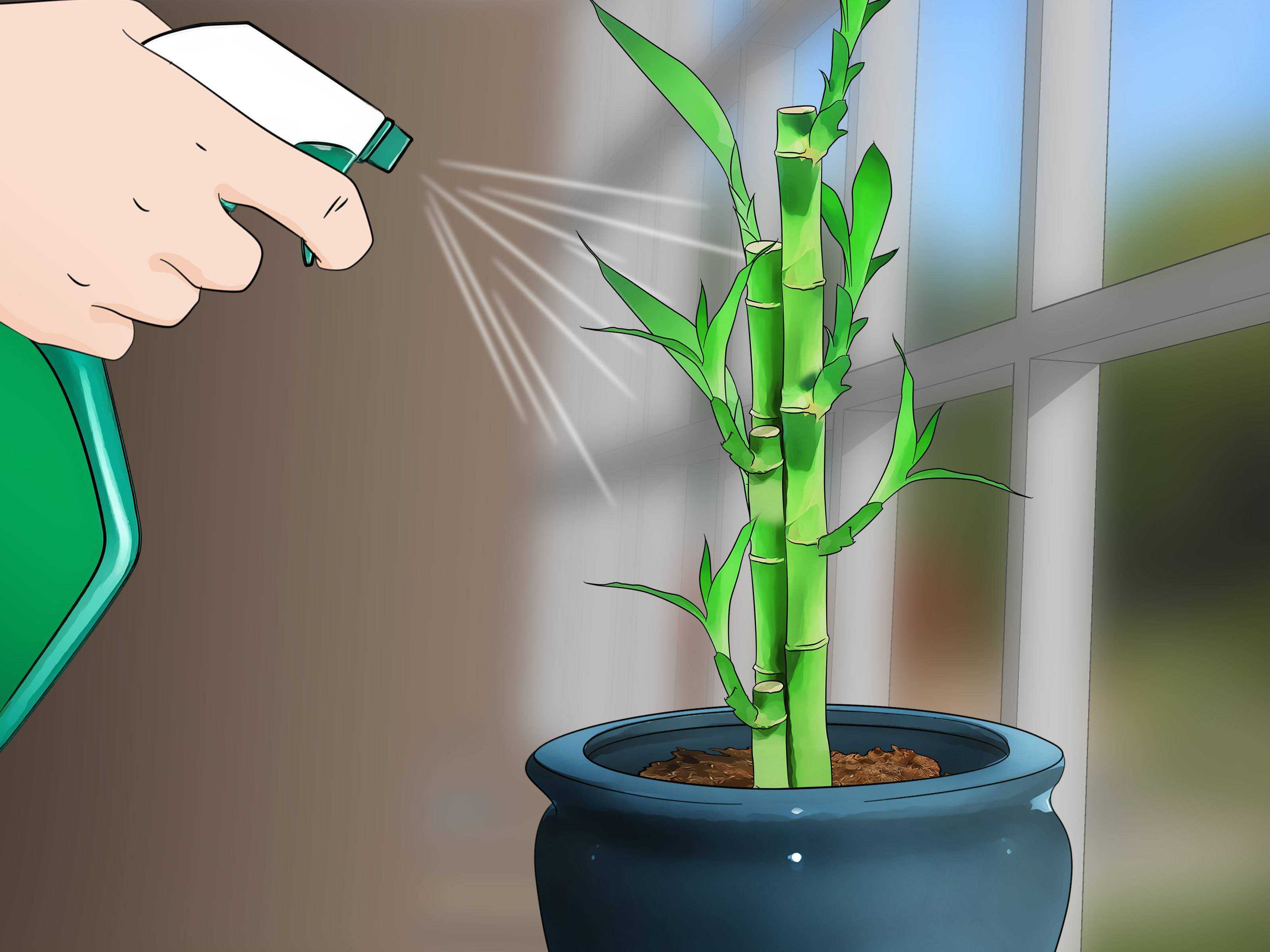 Как правильно поливать комнатные растения