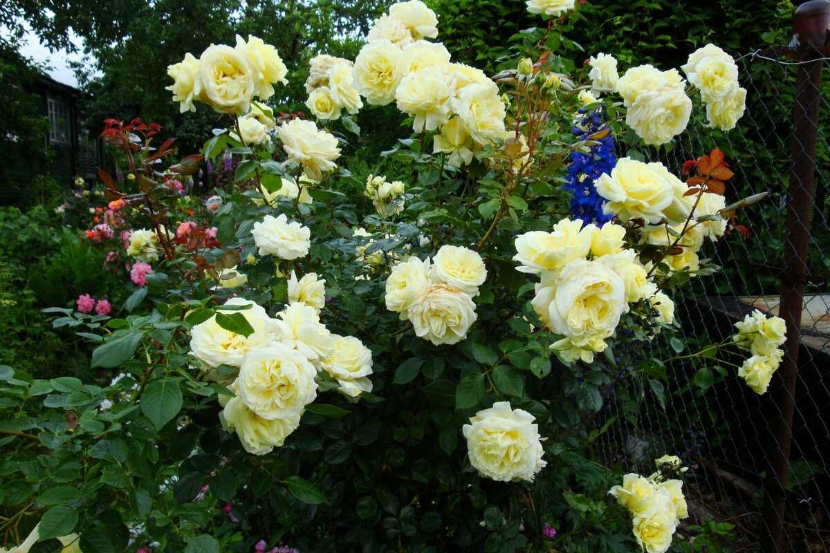 Роза Эльф Elfe — невероятно красивый декоративный цветок, описание сорта и его особенности, как выглядит Выращивание плетистой розы на дачном участке, условия содержания морозостойкого растения, цветение и обрезка