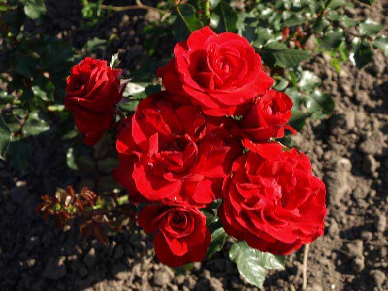 Роза нина вейбул: фото и подробное описание сорта, рекомендации по выращиванию, а также как бороться с болезнями и вредителями цветка?дача эксперт