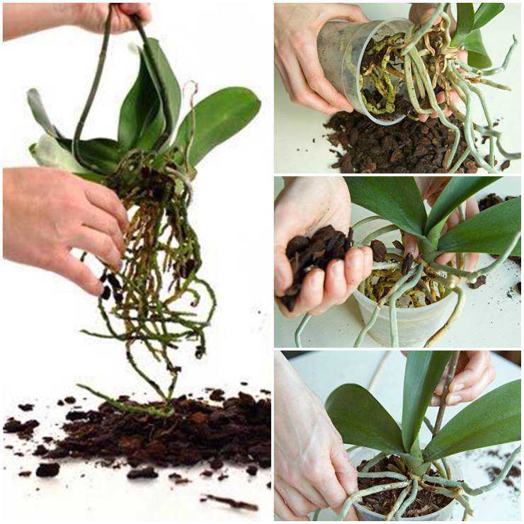 Как размножать орхидею в домашних условиях: из цветоноса, детками, черенками, делением куста, семенами