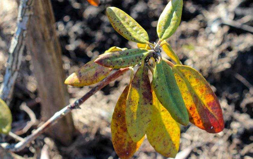 Что делать, если у рододендрона желтеют листья – основные причины и инструкция по лечению [2019]