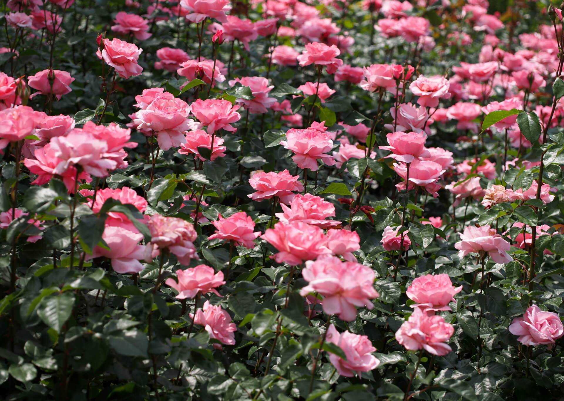 Роза Грандифлора Grandiflora — что это за садовая группа, история создания, отличительные особенности Штамбовые сорта Грандифлоры, как их выращивать и ухаживать Нюансы цветения и размножение