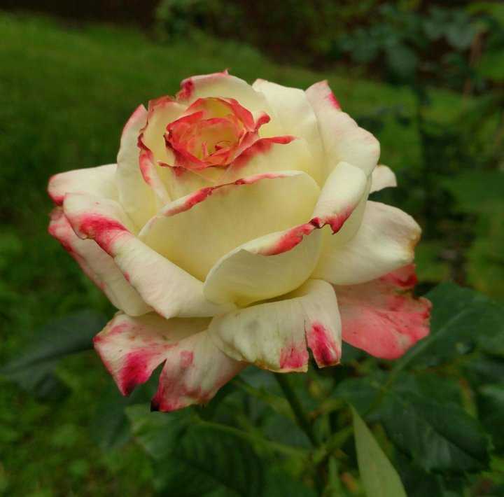 Роза императрица фарах: история появление, описание розы императрица фарах