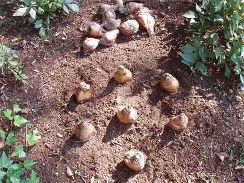 Рябчики: посадка в открытый грунт и уход, выращивание в саду