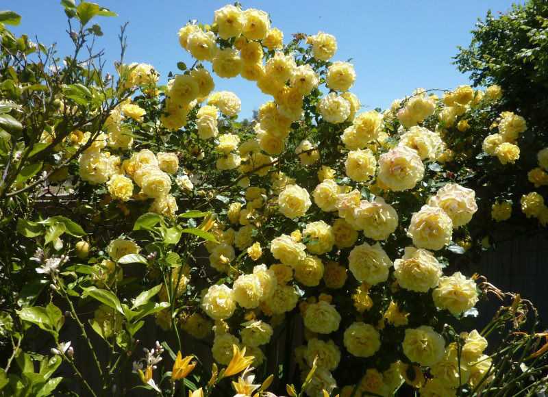 Роза плетистая голден шауерс (шоверс, golden showers): повторноцветущая, желтая, описание сорта, характеристики, посадка и уход
