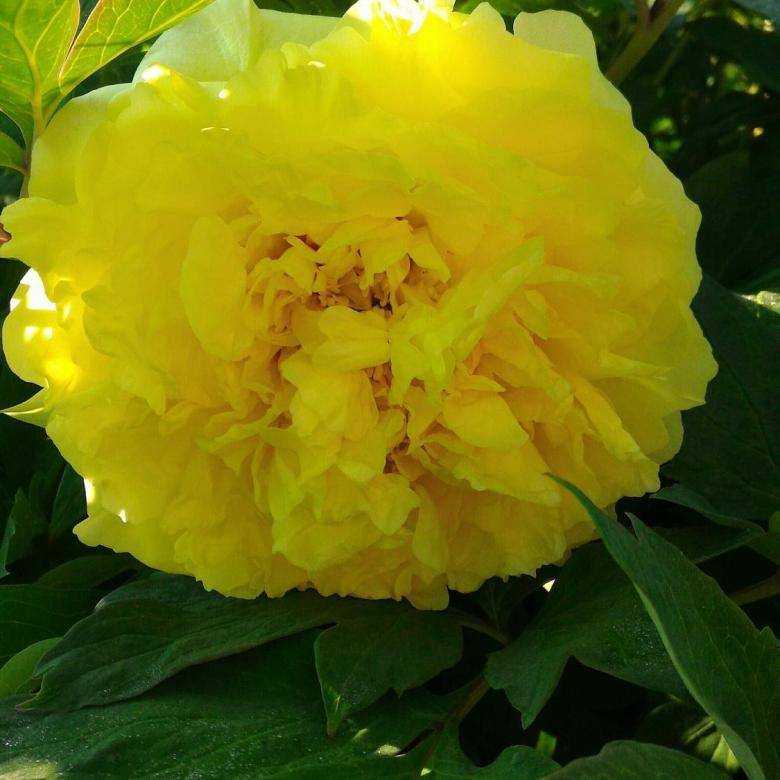 Как выглядит Йеллоу Краун Paeonia Yellow Crown Описание и характеристики сорта Ито Йеллоу Краун Преимущества и недостатки сорта Выращивание гибрида в саду: правильная посадка и уход за растением