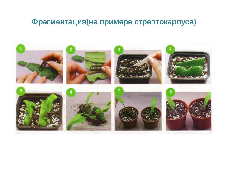 Фиалка комнатная: размножение растения различными способами
