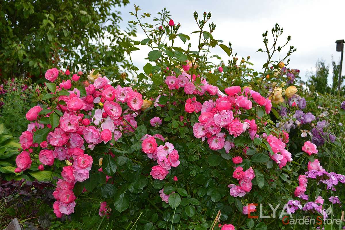Описание розы флорибунда сорта анжела: выращивание цветка-шраба, как ухаживать
