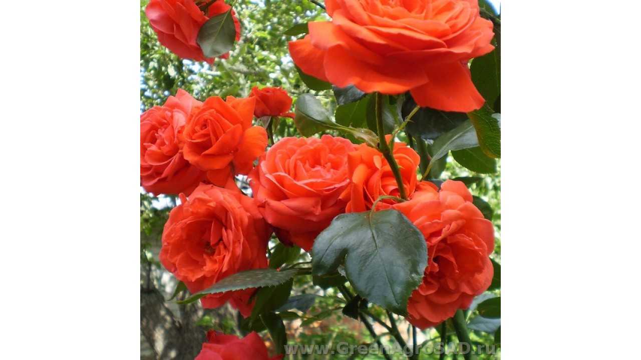 Чем нравится садоводам плетистая роза салита: описание, отзывы и фото