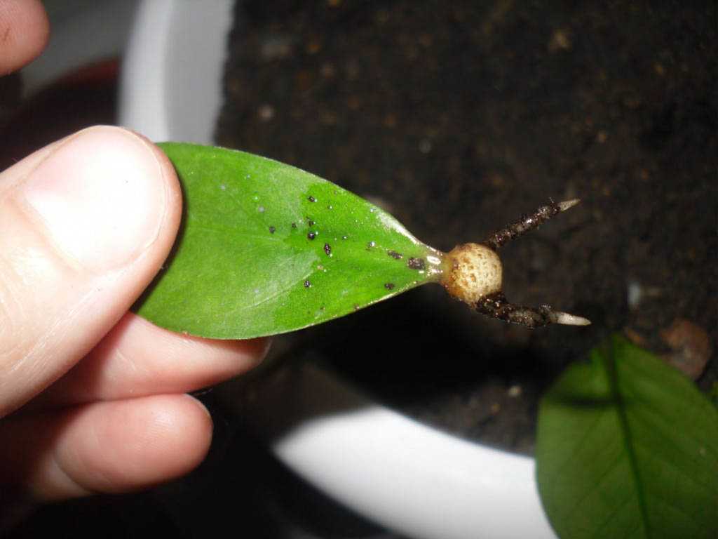 Долларовое дерево или комнатный цветок замиокулькас: посадка, уход, размножение