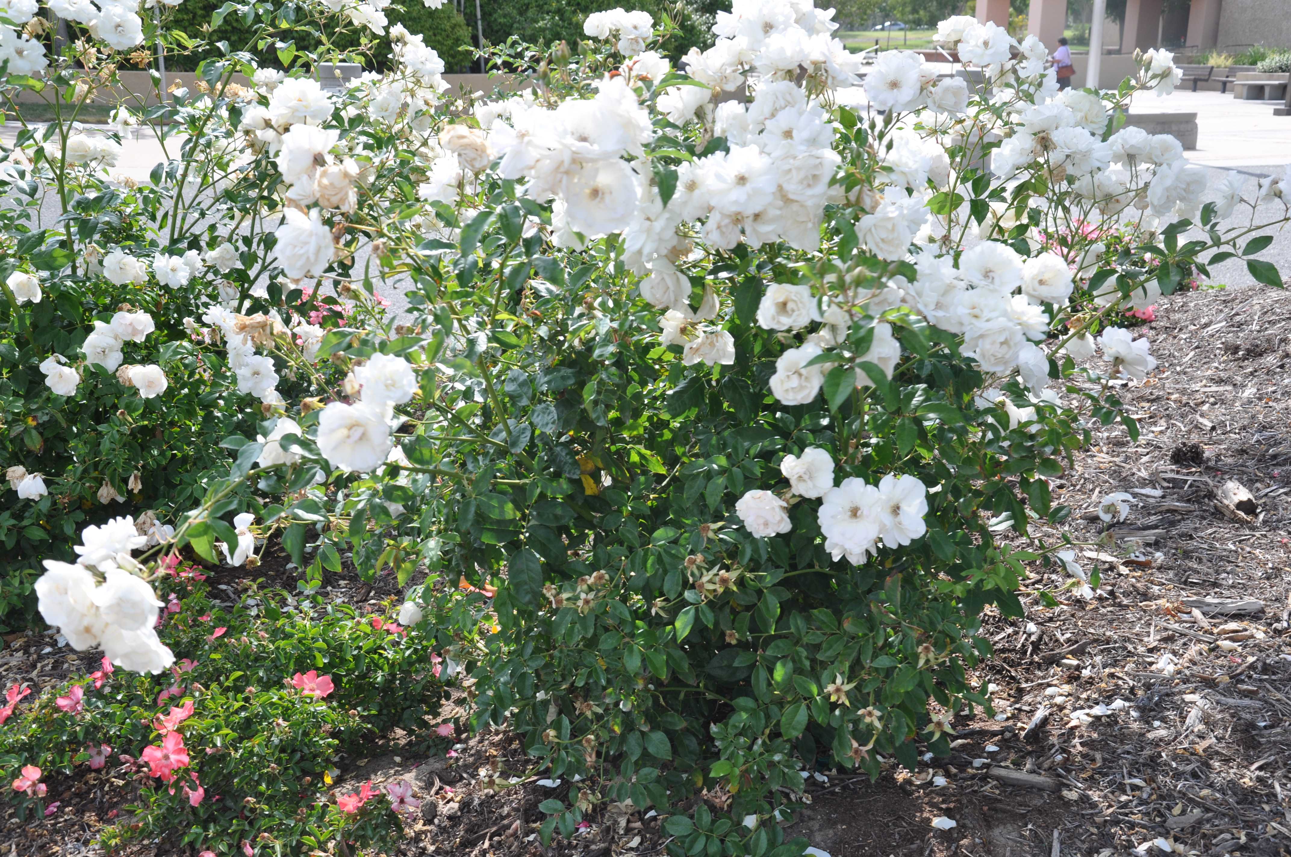 Роза айсберг, использование флорибунда, цветение и особенности ухода