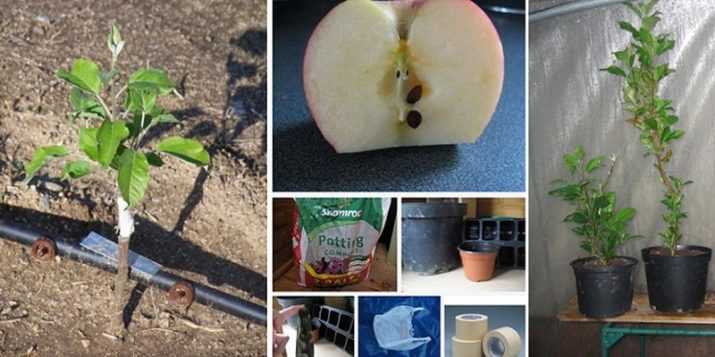 Размножение яблони семенами: можно ли из семечки яблока вырастить дерево