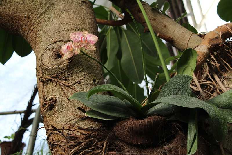 Как и где растут орхидеи в природе + фото