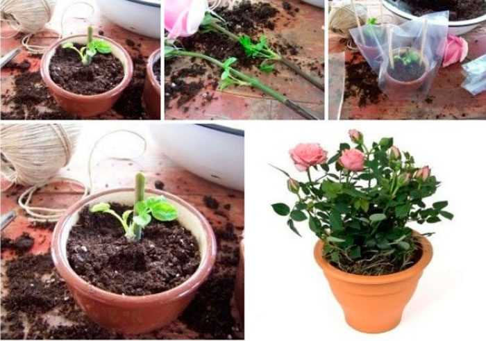 Выращивание пионов в комнатных горшках: как вырастить в квартире, на балконе