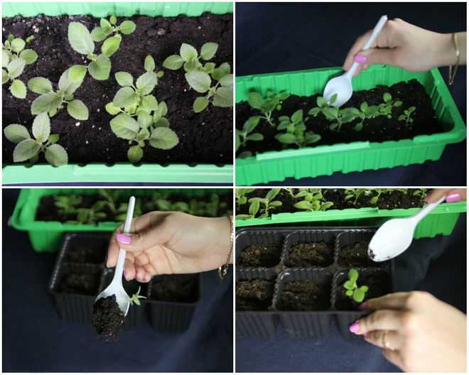 Выращивание глоксинии (синнингии) из семян и из листа в домашних условиях