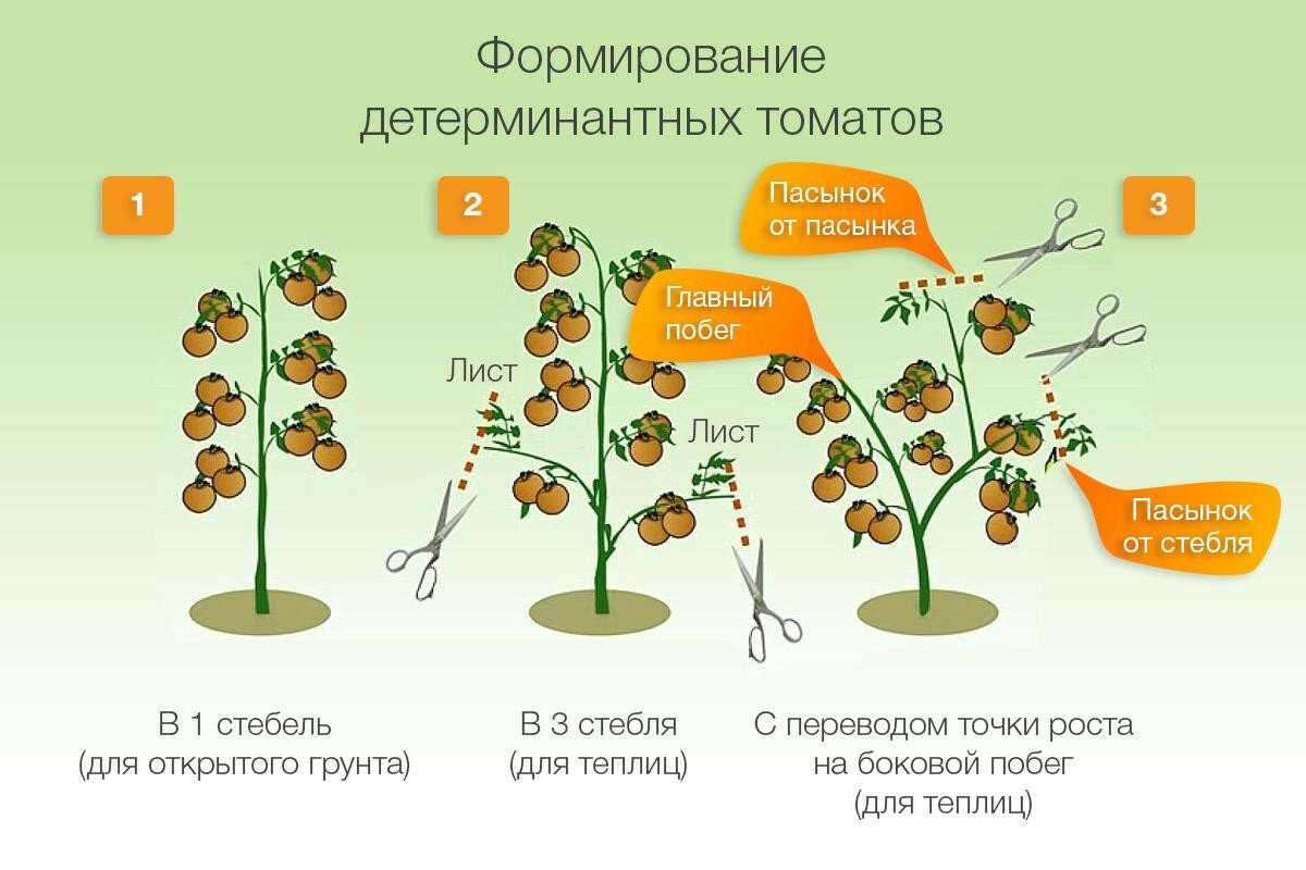 Как вырастить томаты: правила выращивания от выбора семян до сбора урожая - почва.нет