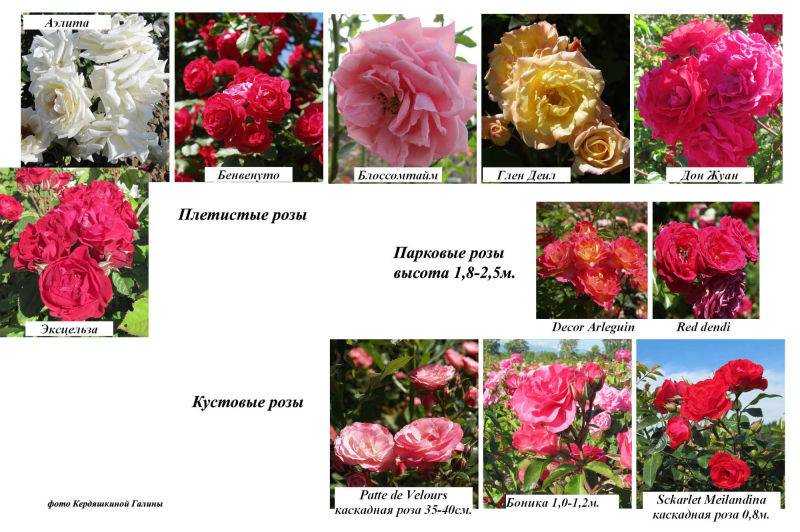 Роза Лагуна Laguna — что за сорт, какие бывают разновидности, история создания и отличительные особенности Как выращивать плетистую розу, особенности посадки и ухода за этим неприхотливым сортом