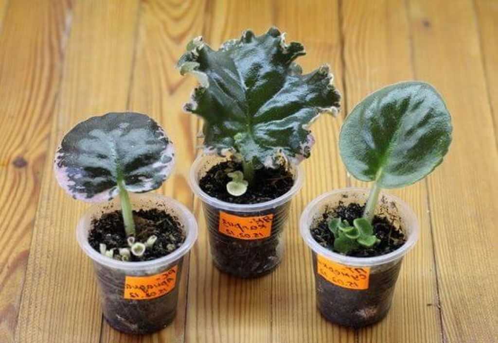 Как выращивать фиалки: как вырастить фиалку из листочка в домашних условиях, выбор листьев и уход за ними