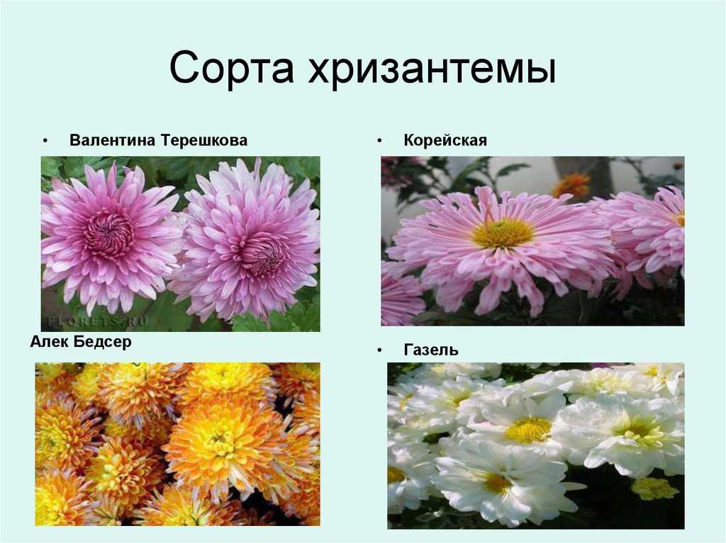 Цветы хризантемы. предлагаем вам сорта и их описание с фото