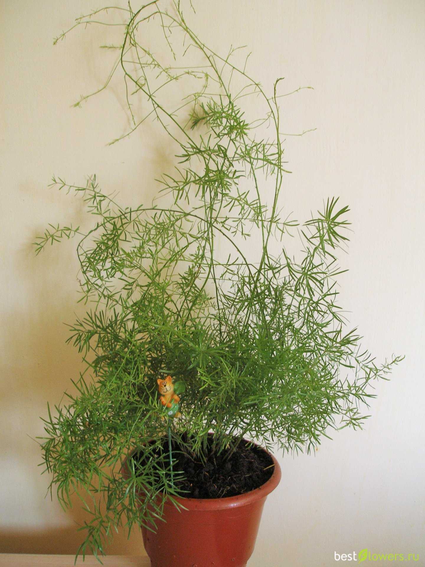 Аспарагус шпренгера (комнатные растения): уход в домашних условиях, размножение, выращивание из семян