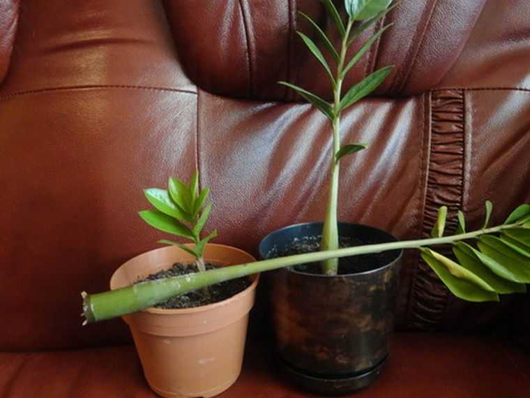 Замиокулькас (долларовое дерево) (140 фото & видео) – уход в домашних условиях, пересадка, размножение +отзывы
