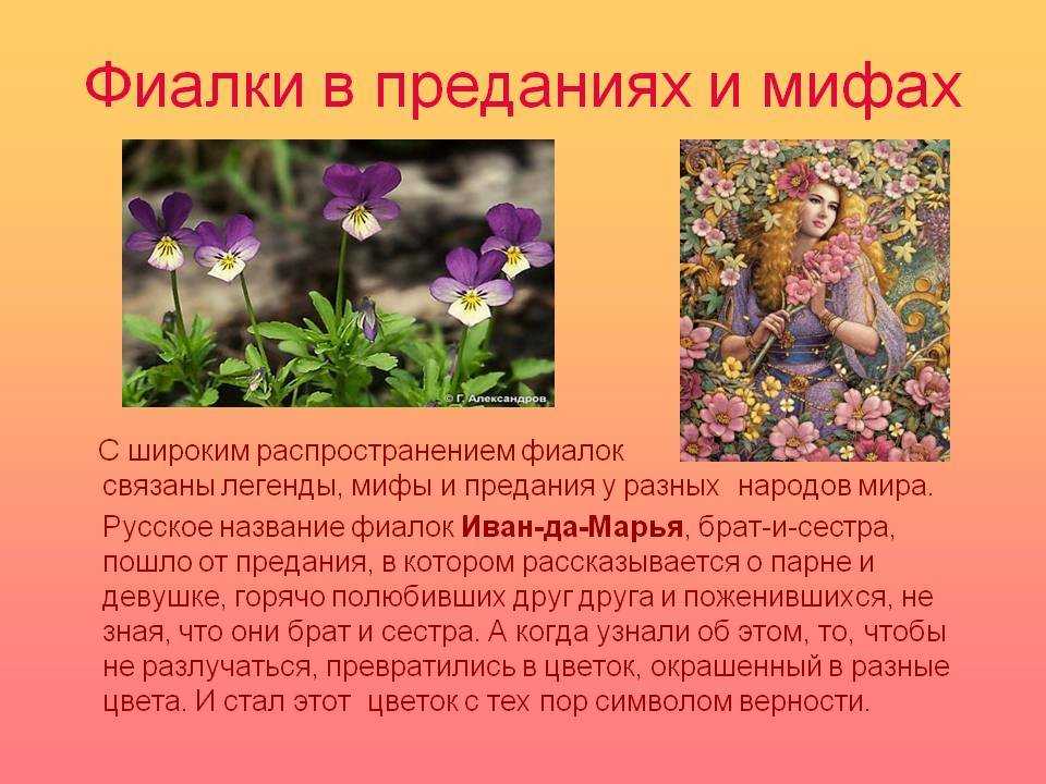 Описание и фото цветка фиалка лесная. советы экспертов по выращиванию и уходу