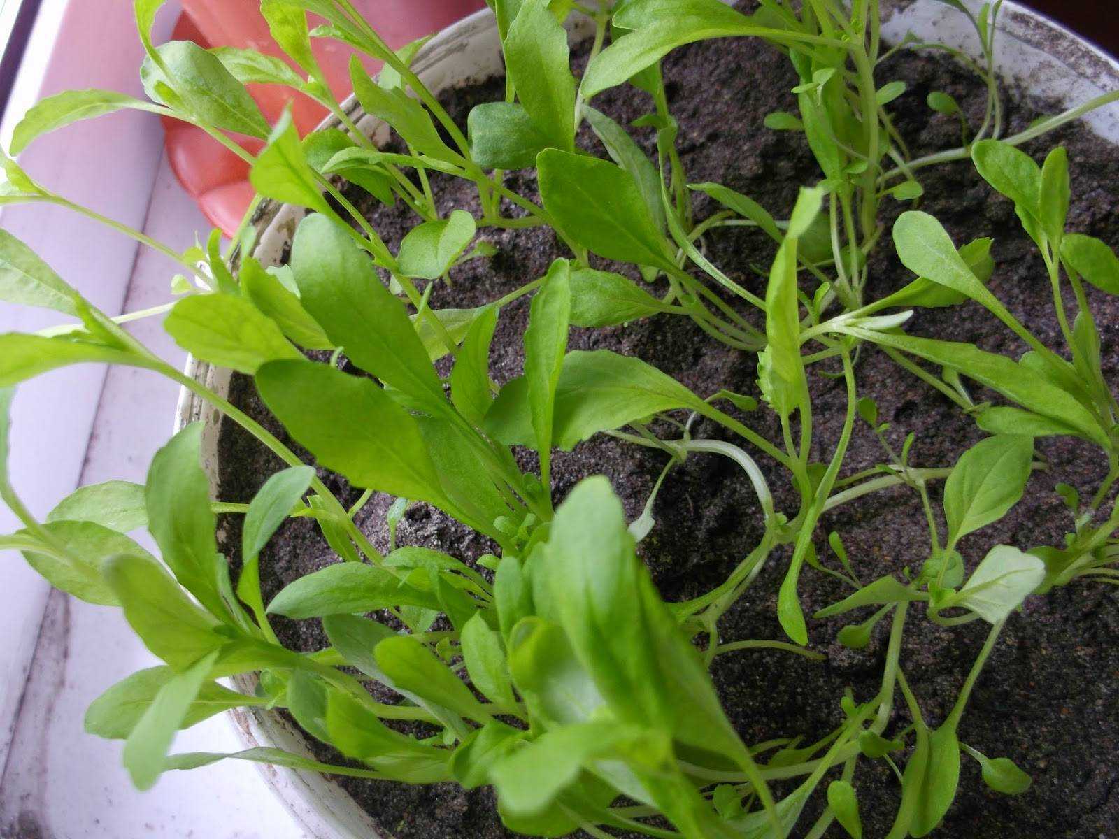 ✅ выращивание немезии из семян в домашних условиях - сад62.рф